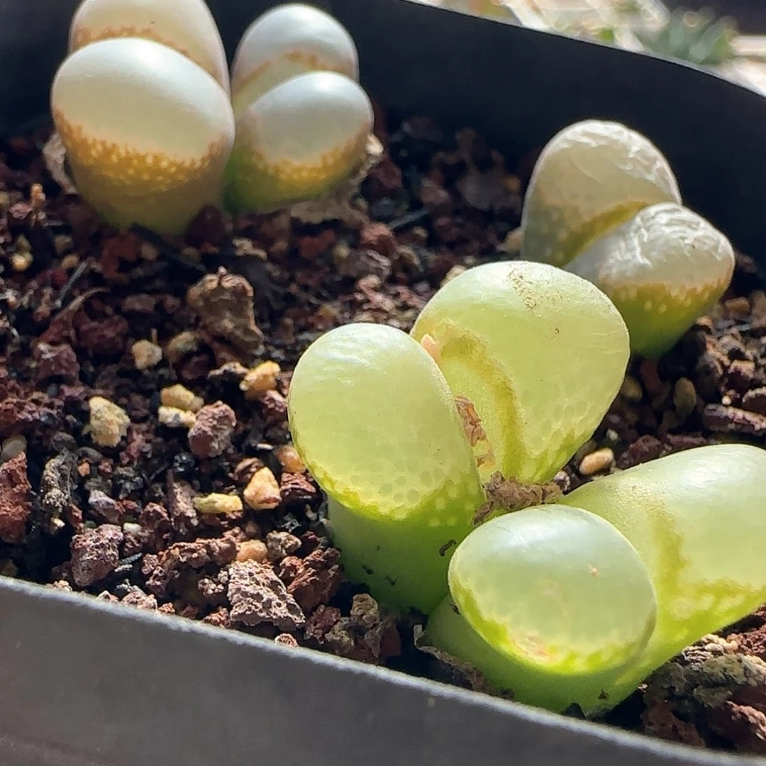 脱土发货哦24353