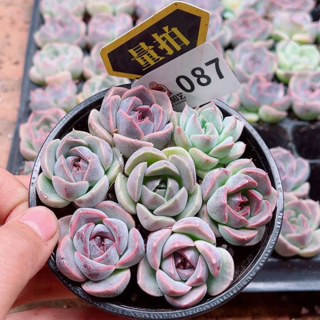 多肉植物多肉植物