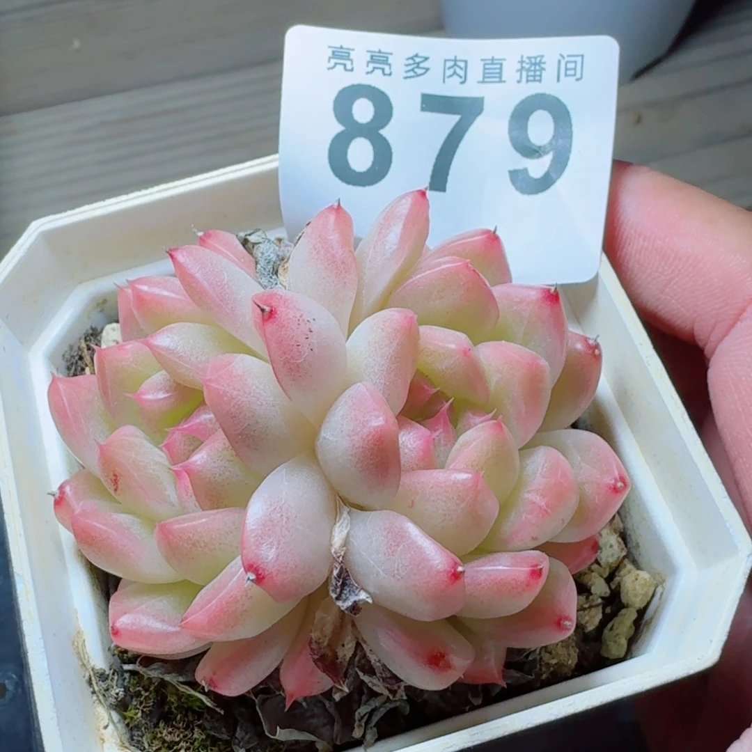 麦秆      下播福利拍够包邮发货