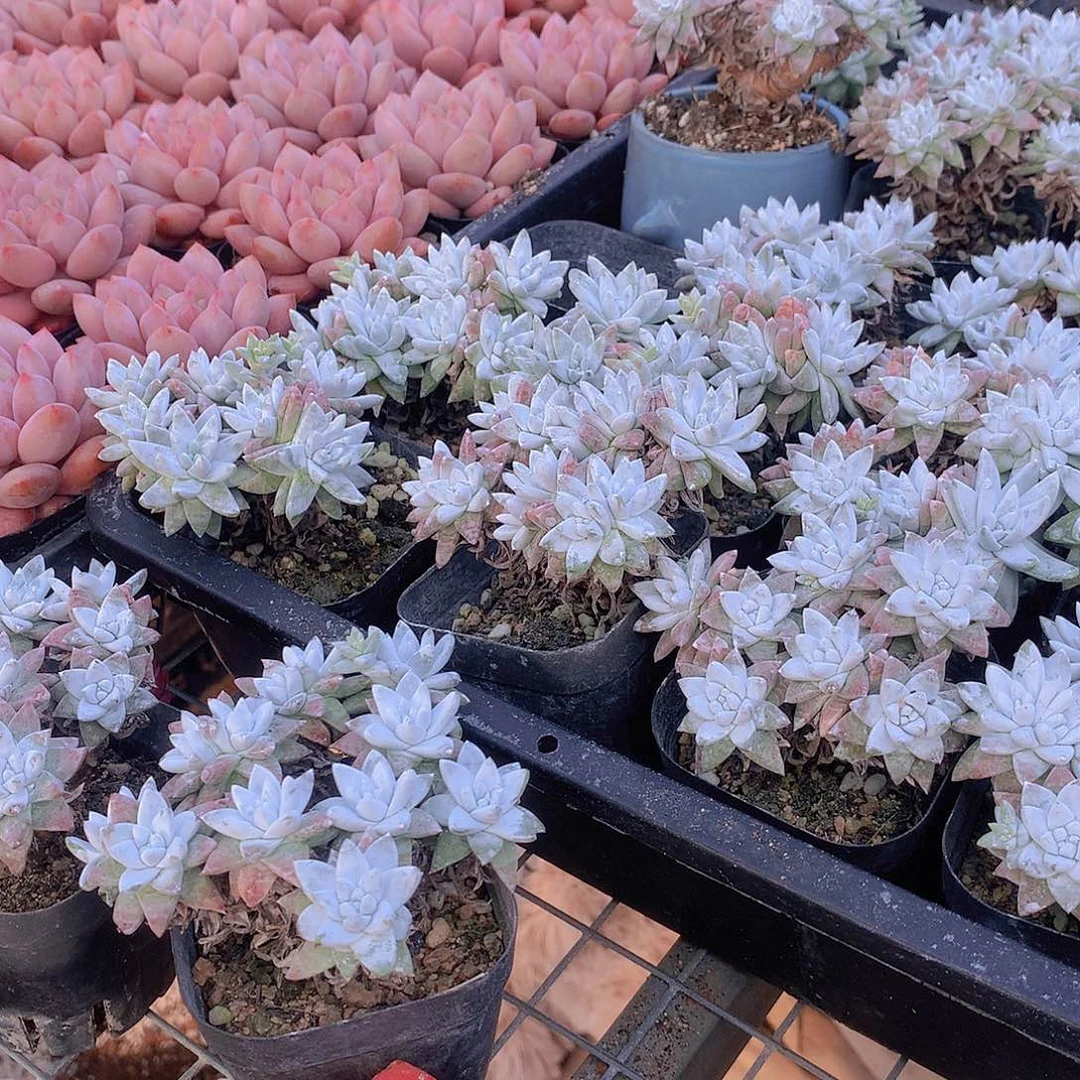 白菊2盆64646564656464