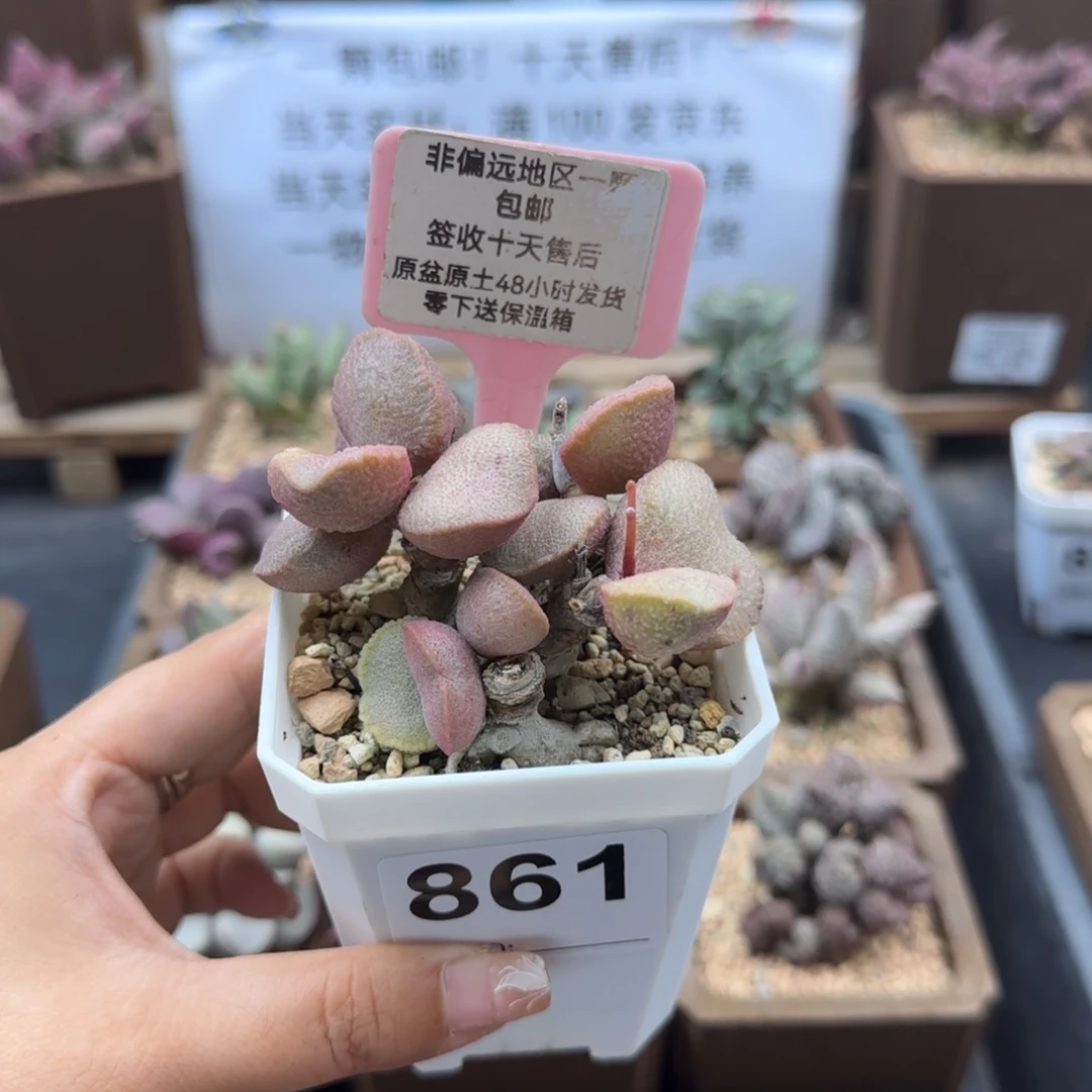 861妖姬多肉植物