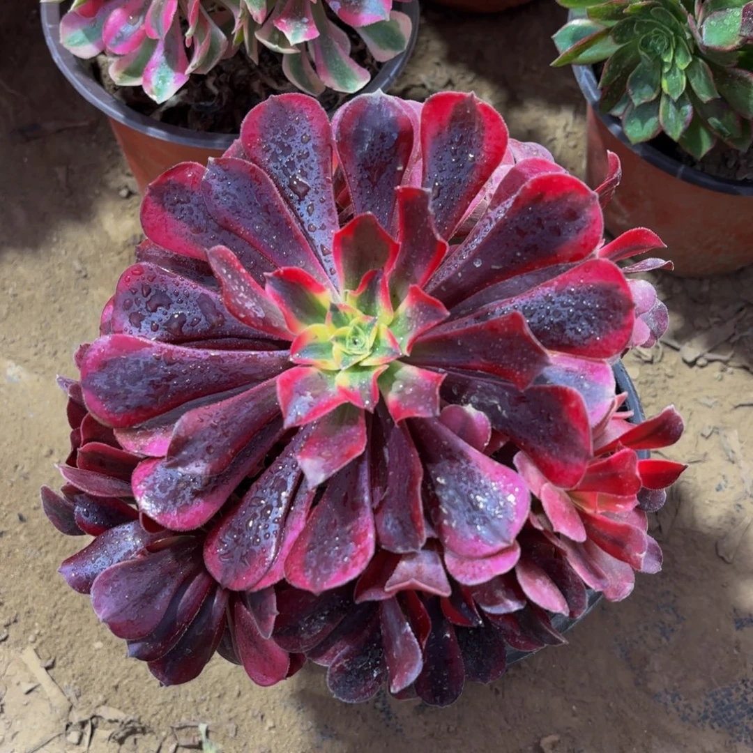 美杜莎9.9木质老桩