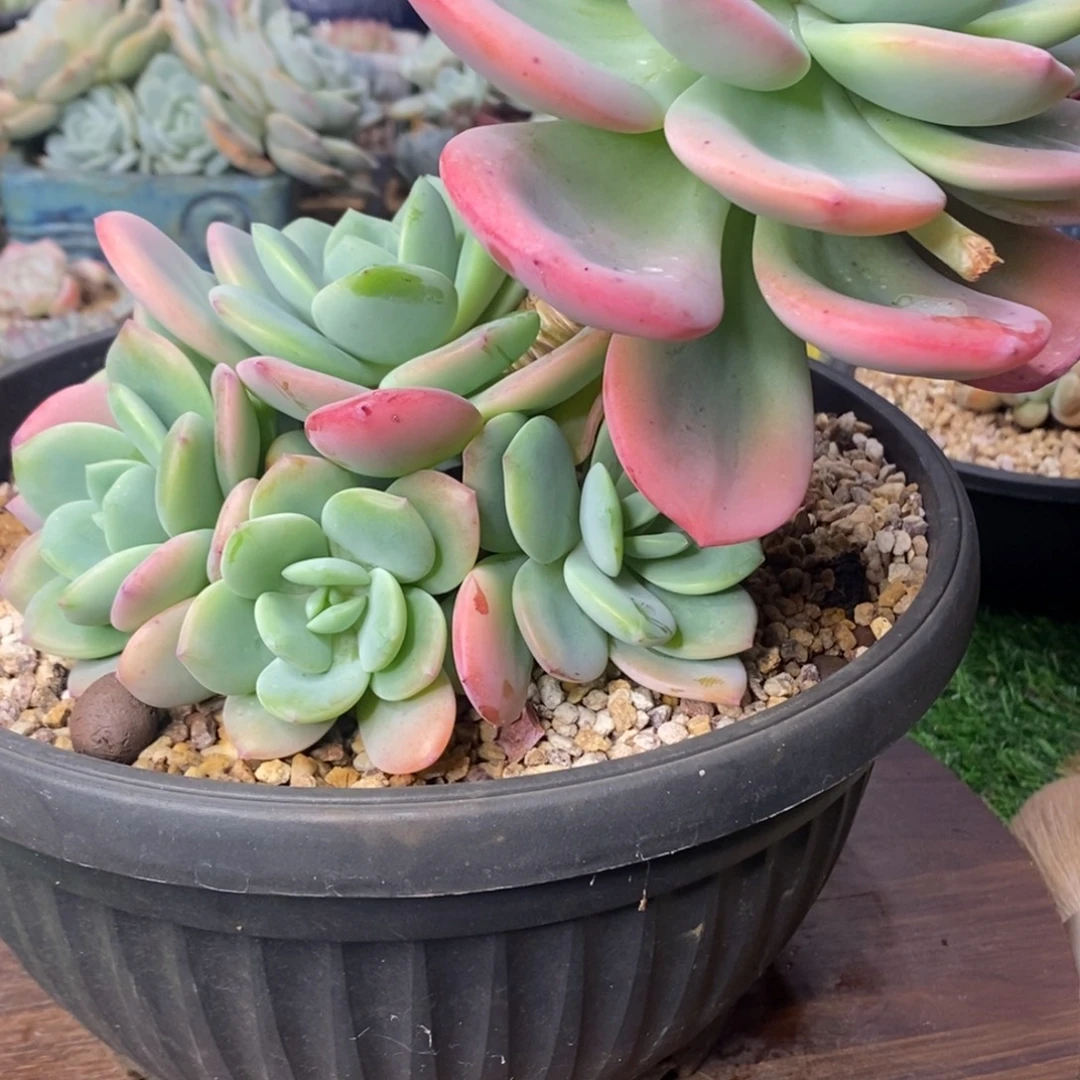 柚子茶老桩无砍一物一拍清棚