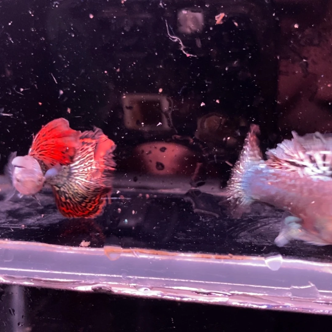 逆***者孔雀鱼菊花帆红龙一对