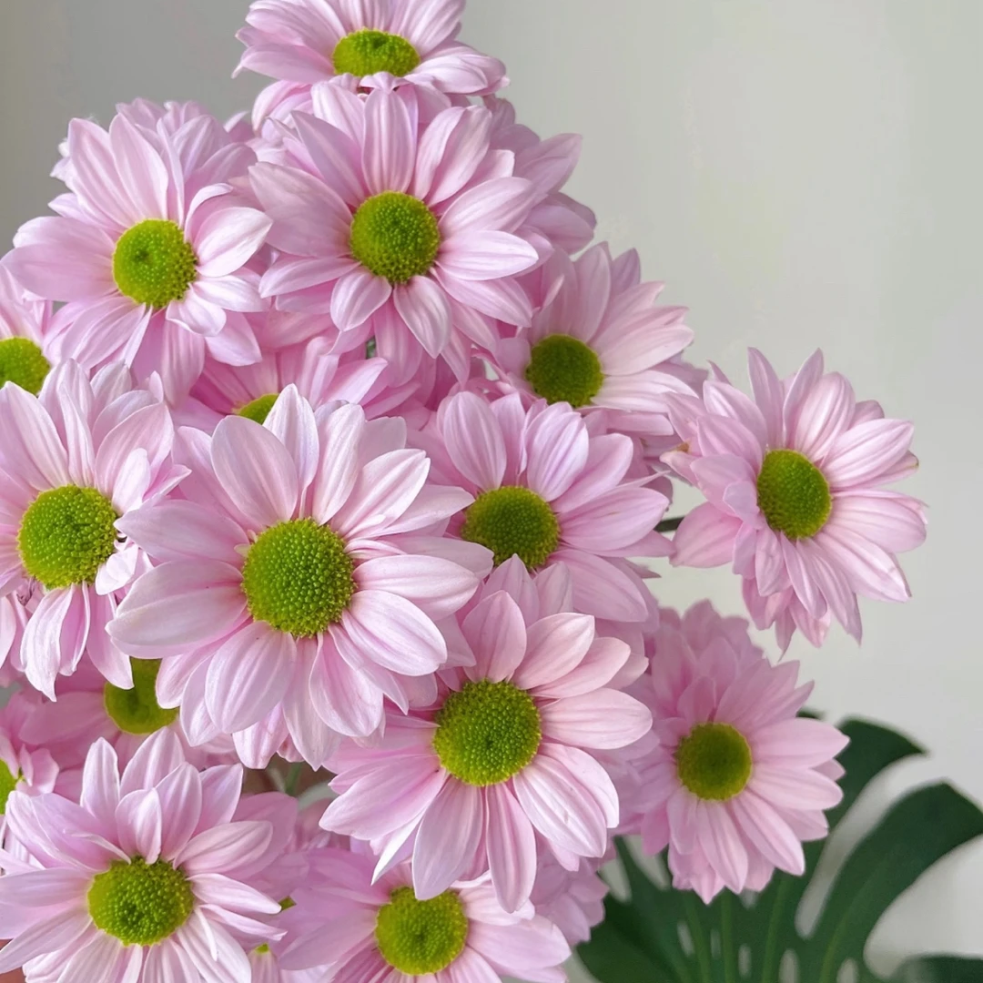 【薰衣草小菊】云南优选鲜切花昆明基地直发家用插花节日