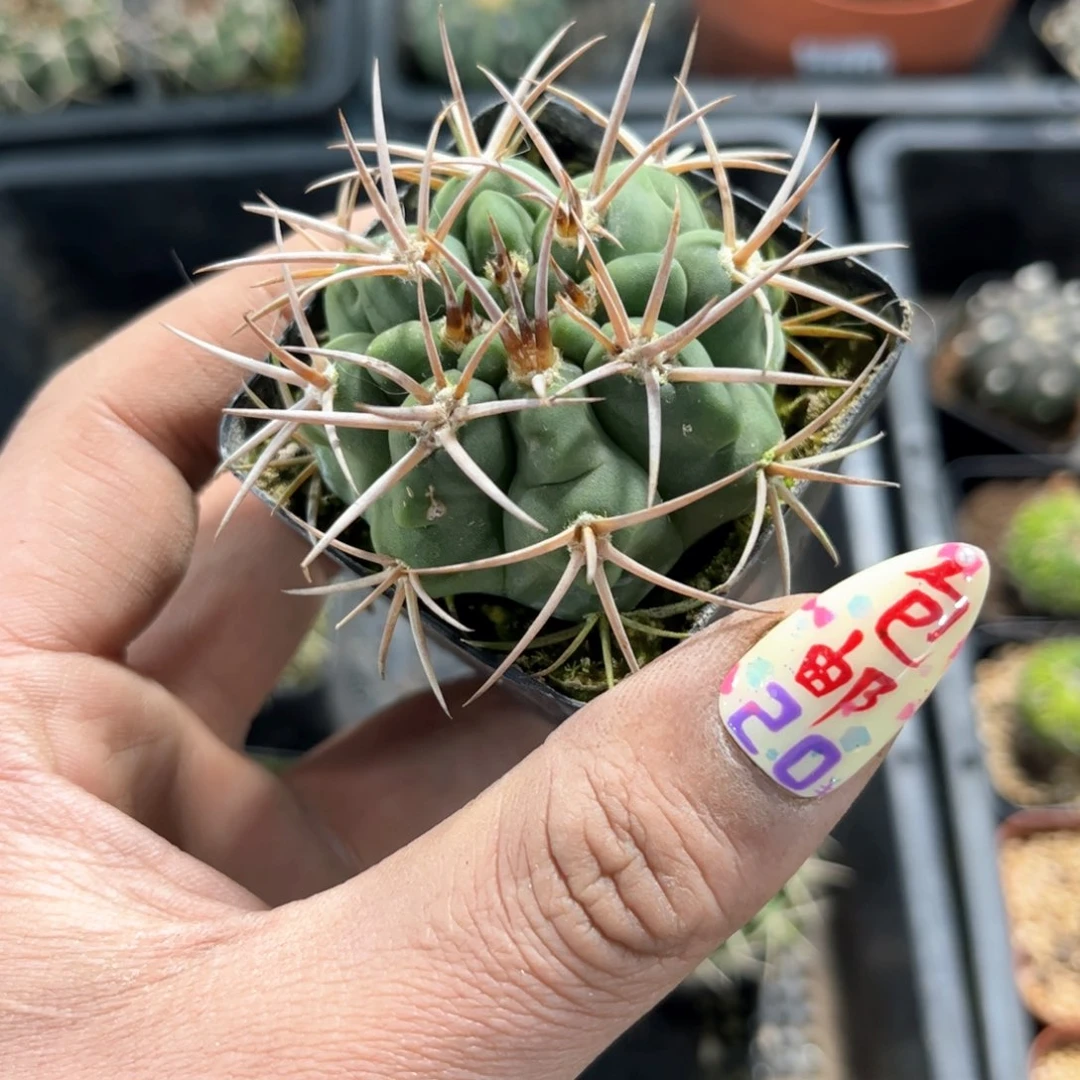 单头实生碧岩玉单头发货有根