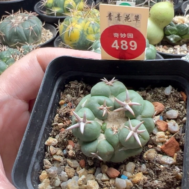 自根短豪象牙一棵