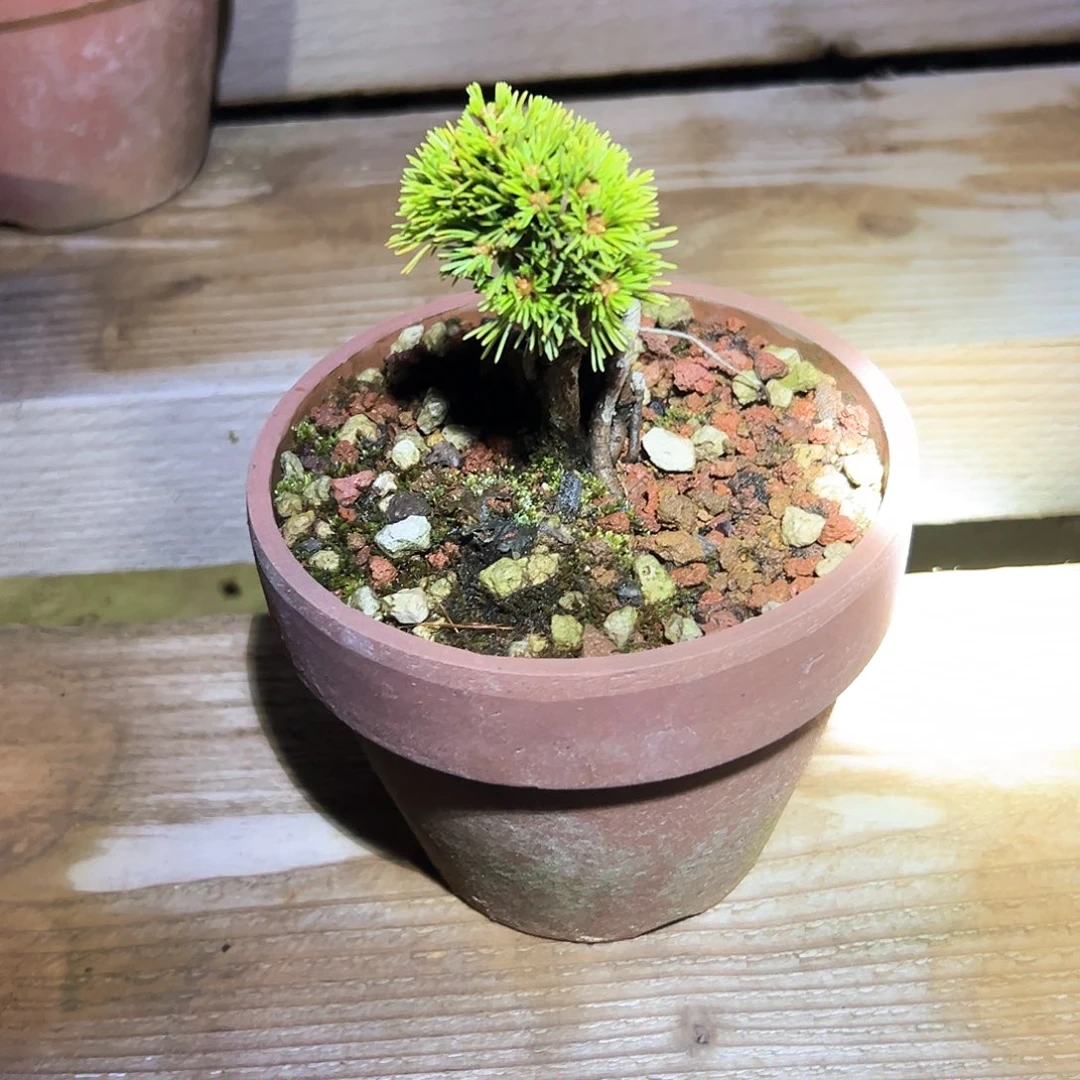 完全开放松树健健康康
