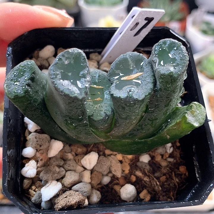 17号大爆炸万象带盆土