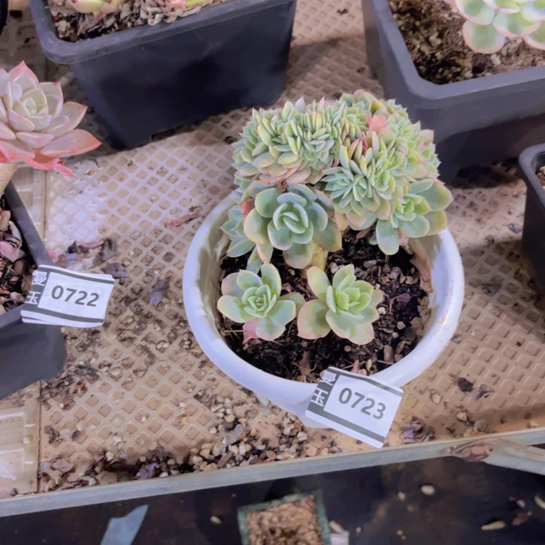 缀化多肉植物0723