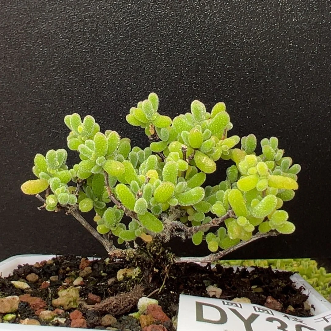 dy3628精控翡翠冠幅5.5cm