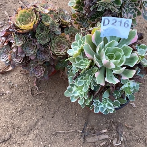 216三颗法师多肉植物