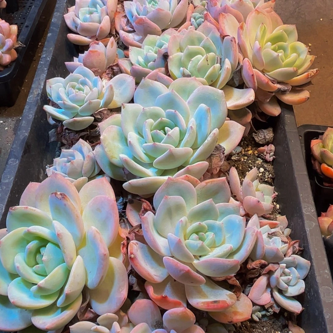 梦***子419多肉的小龙虾和一个