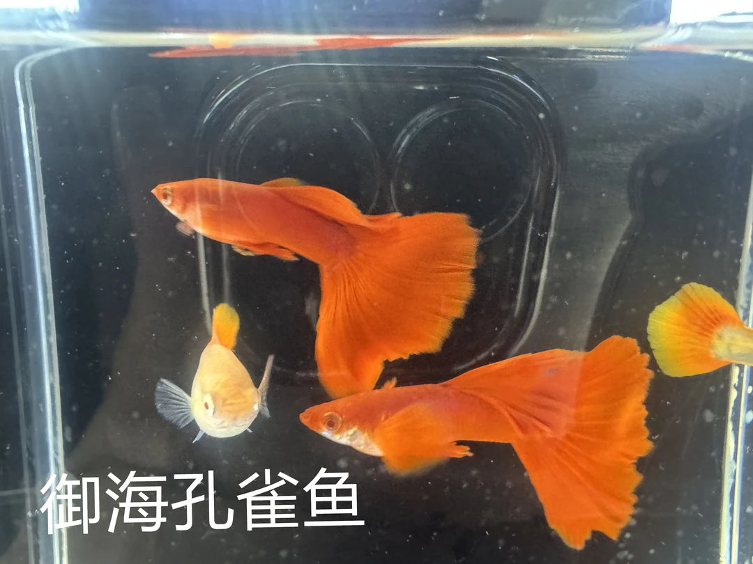 血红双分水成鱼 录制开箱视频包邮包损入缸即结束