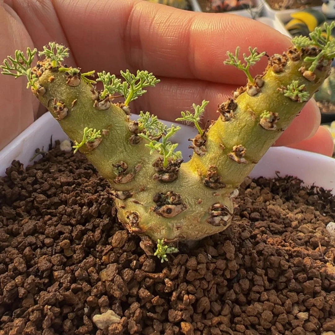 白皮月界母本带盆多肉