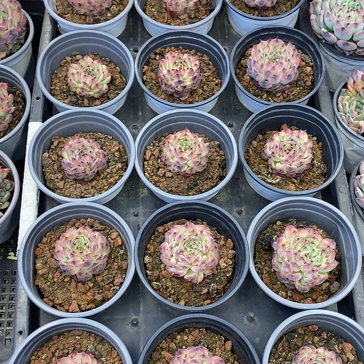 团 马塞尔小单 福利多多