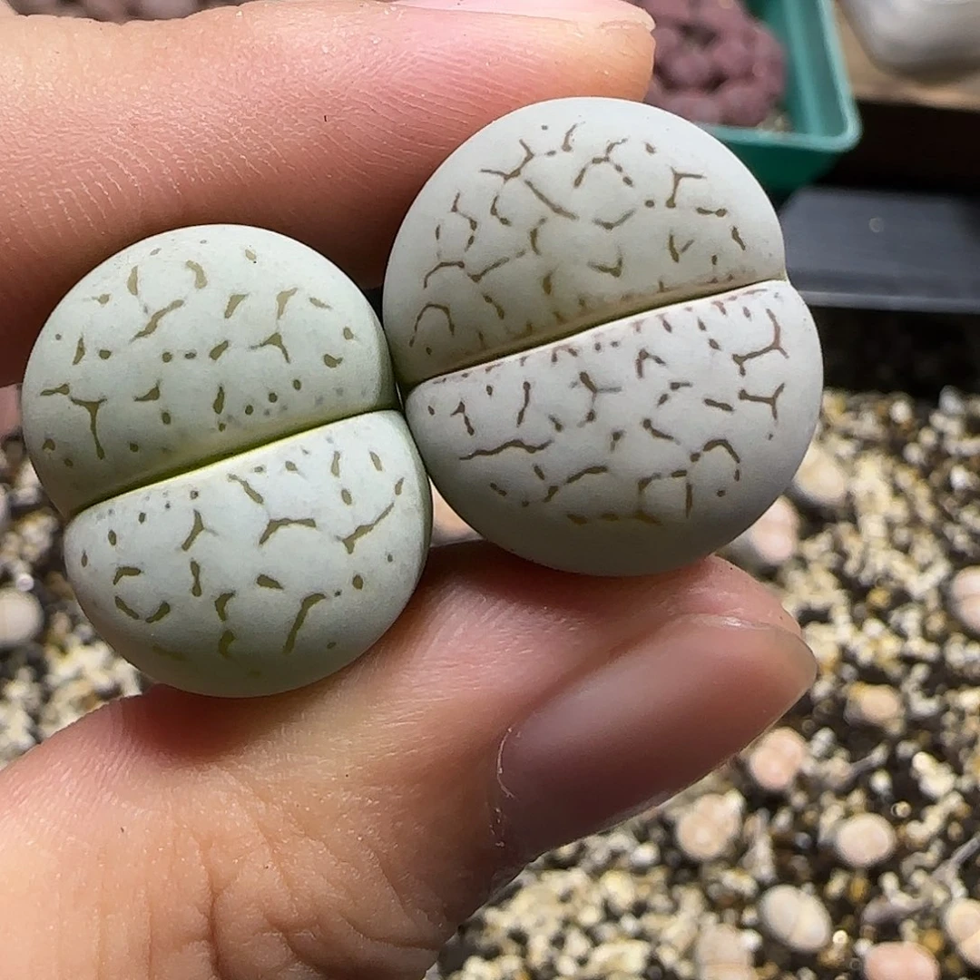 11.20。  小白x2。  2026