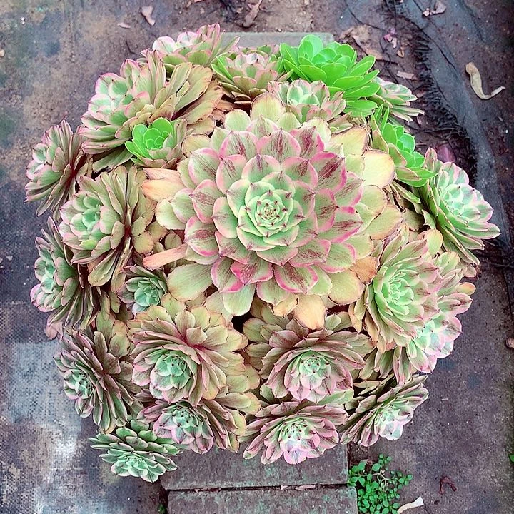 T****?粉带老桩，多肉植物