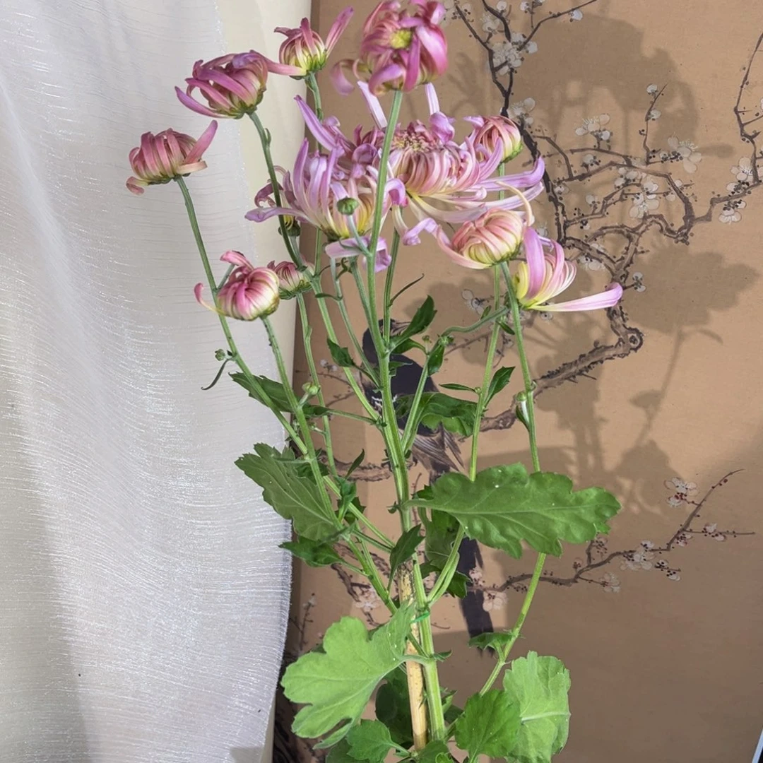 无花朵g3333333333333