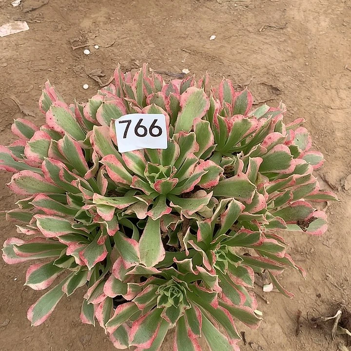 无花朵766白凤多肉