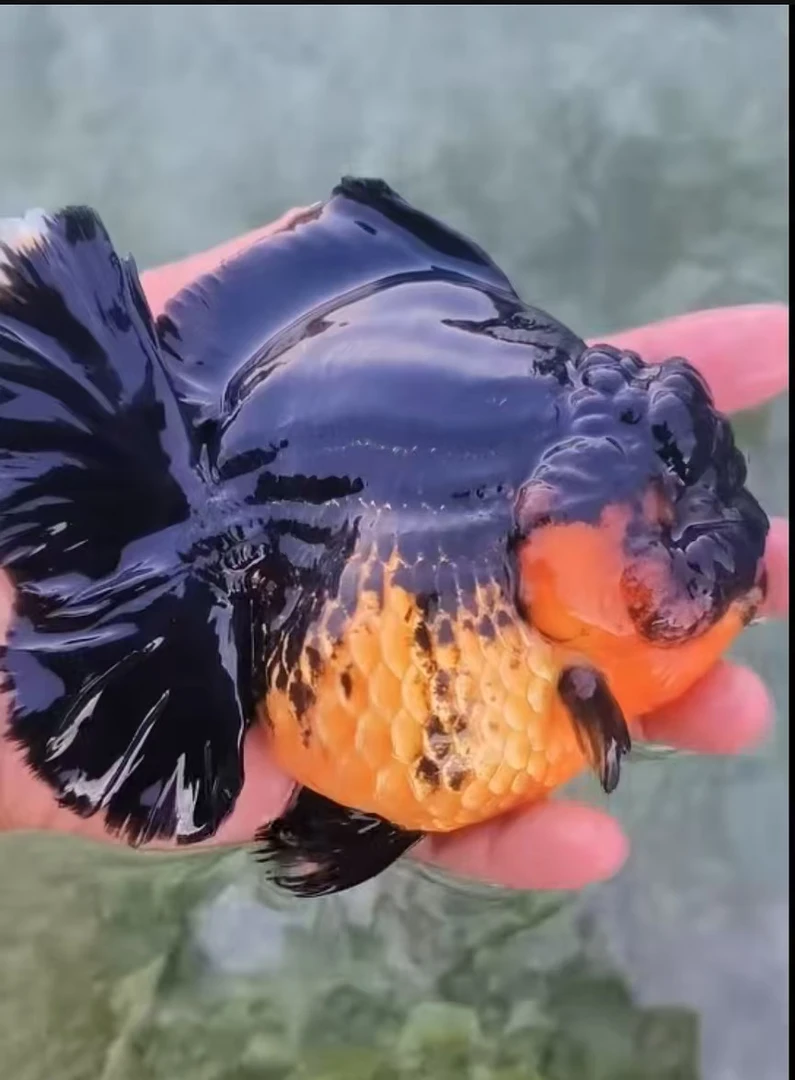黑泰狮百褶泰狮金鱼观赏鱼