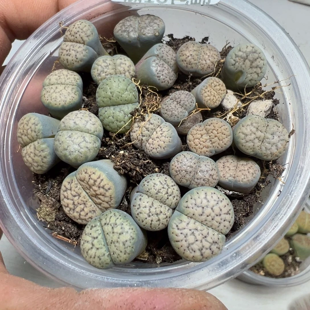 【闪购商品】 1197。