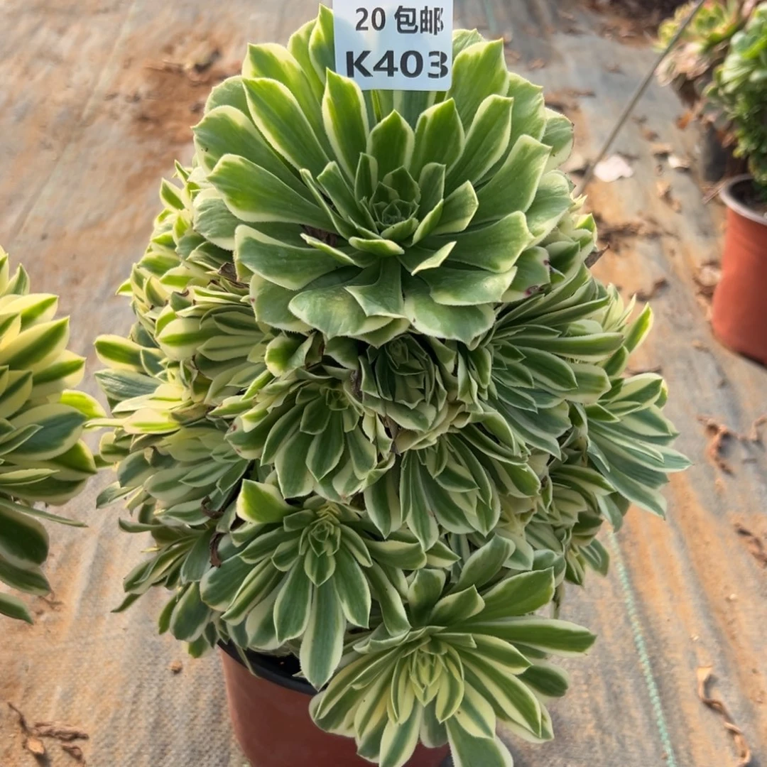 403艳凝，满20包邮