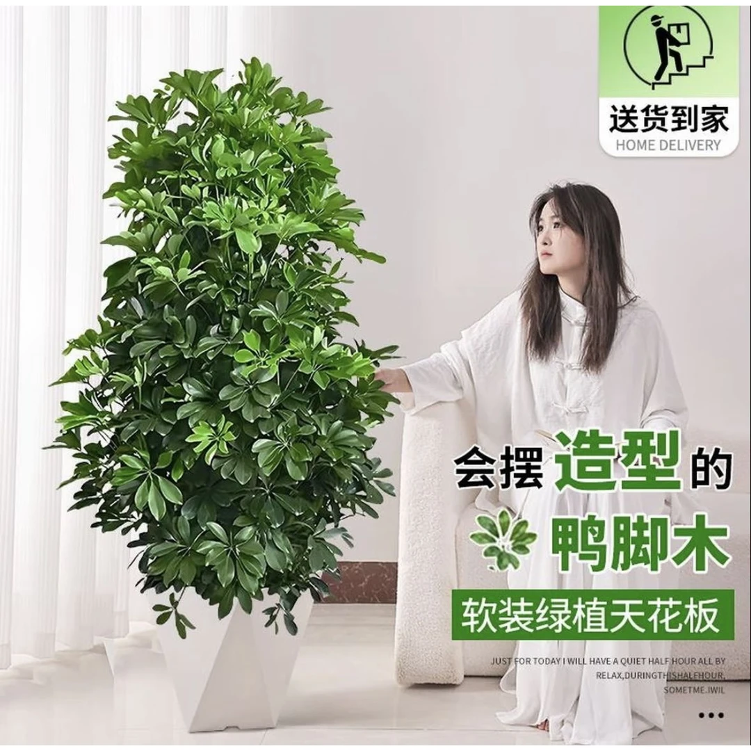 【新疆包邮，乌市直发】丑话说在前，有瑕疵介意勿拍丛生鸭掌木13
