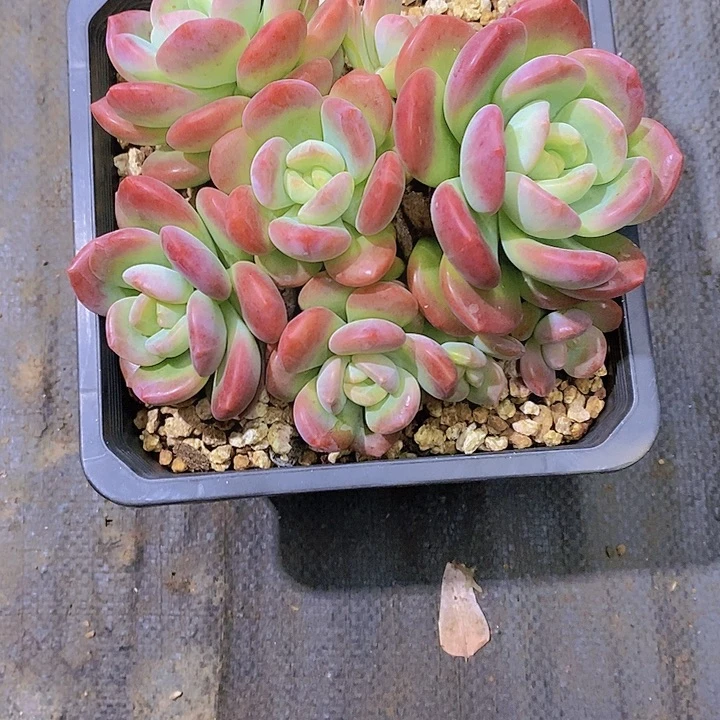 牡***丹拉多肉植物老桩大群