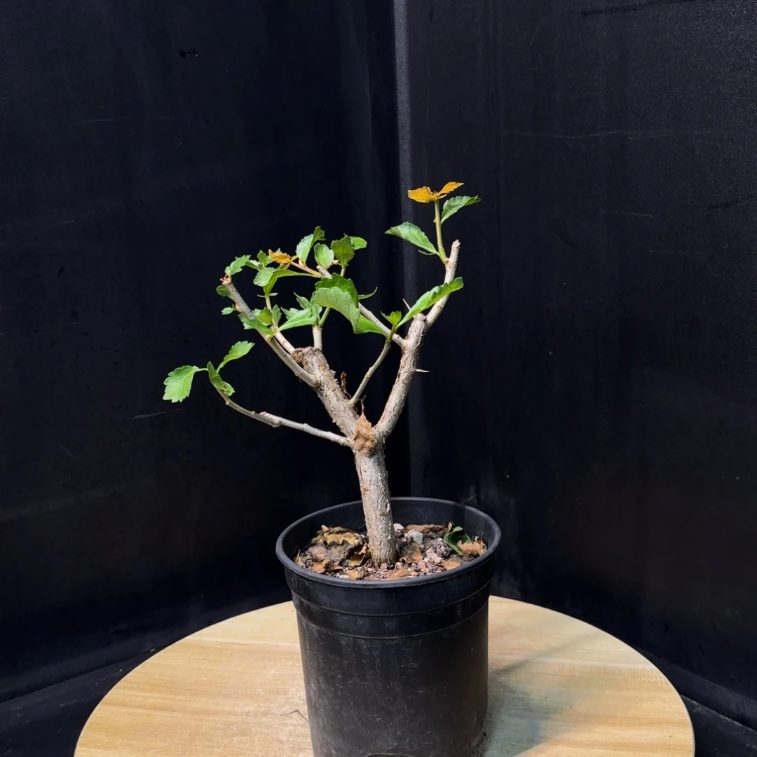 怀特橄榄带盆土。