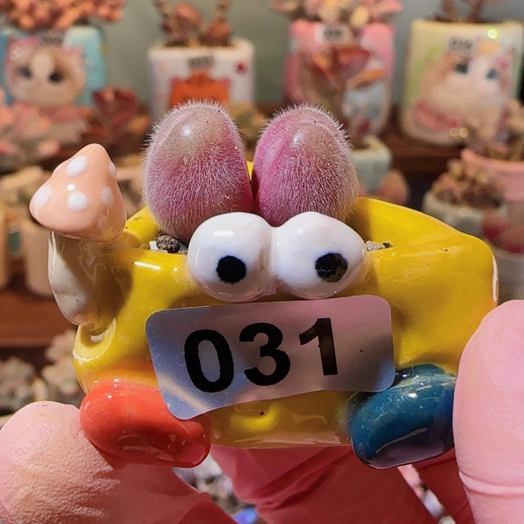 可爱小毛翠 盆口2cm