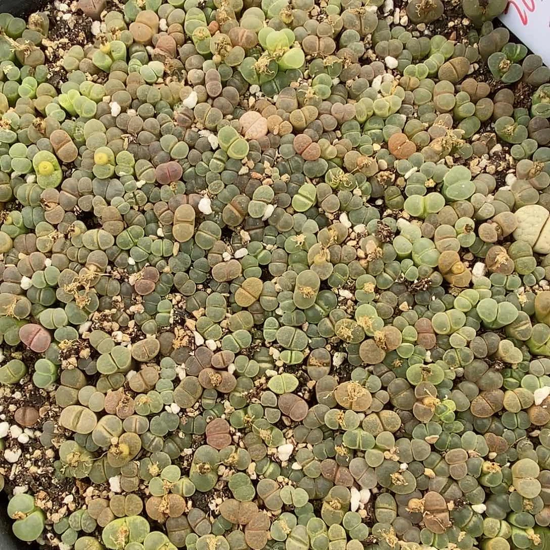 2650编号彩风铃一筐。