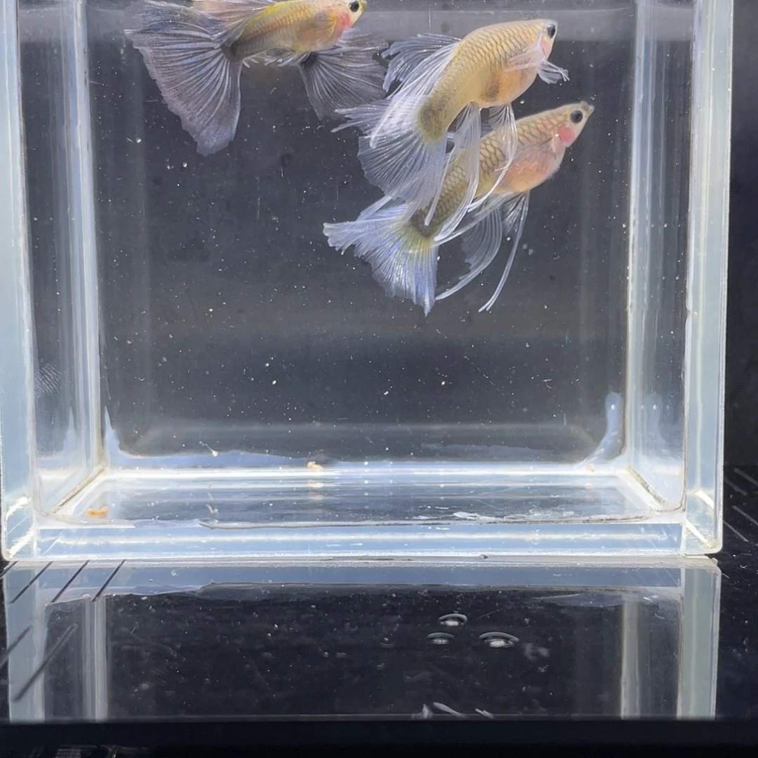 孔雀鱼蓝礼服玻璃猫绒球