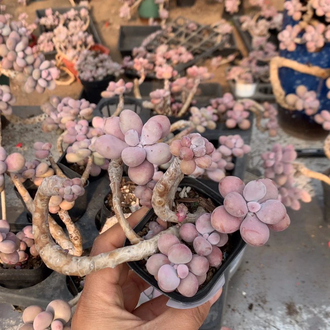 桃蛋老桩不带盆25号