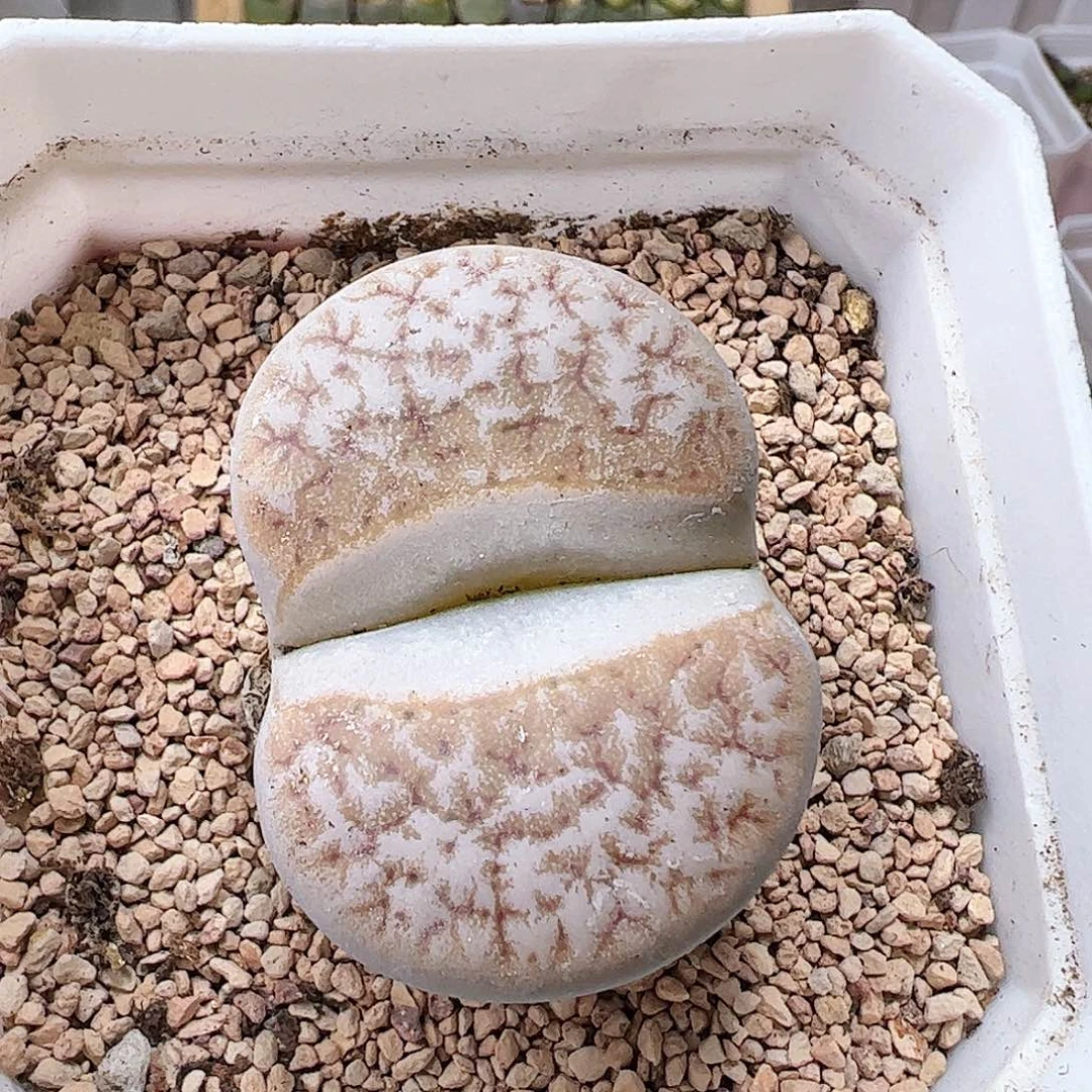 拿铁多肉植物馆………………