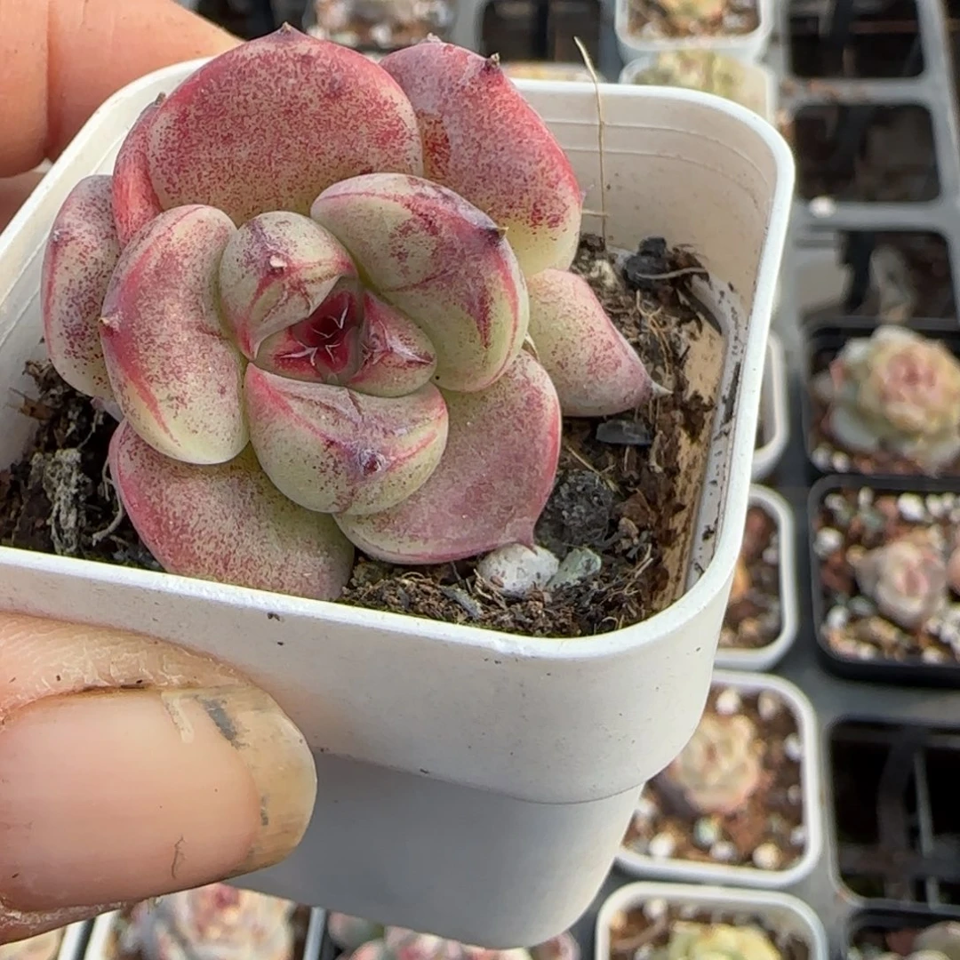 多肉小卡拉米糖心一物一拍