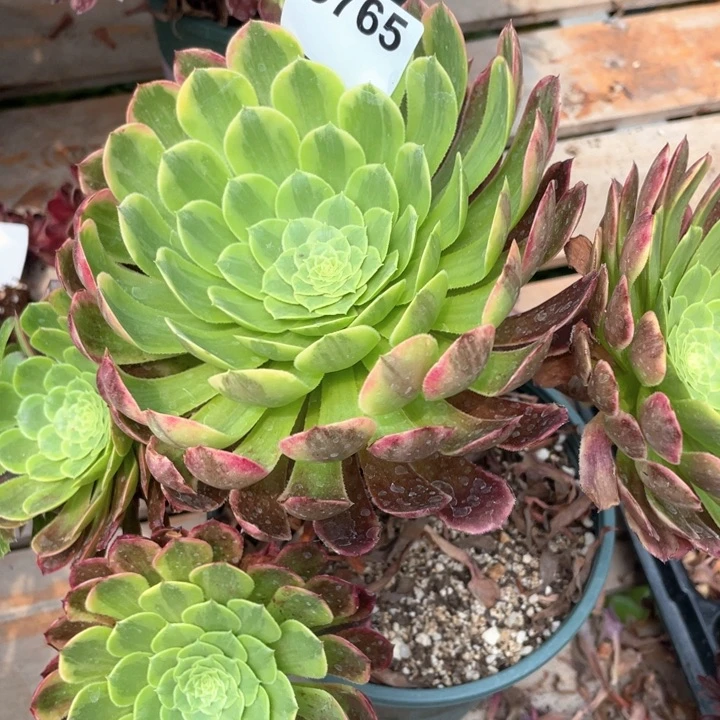 T****a765号嘉年华法师老桩法师