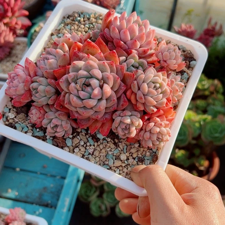 精品多肉植物老桩