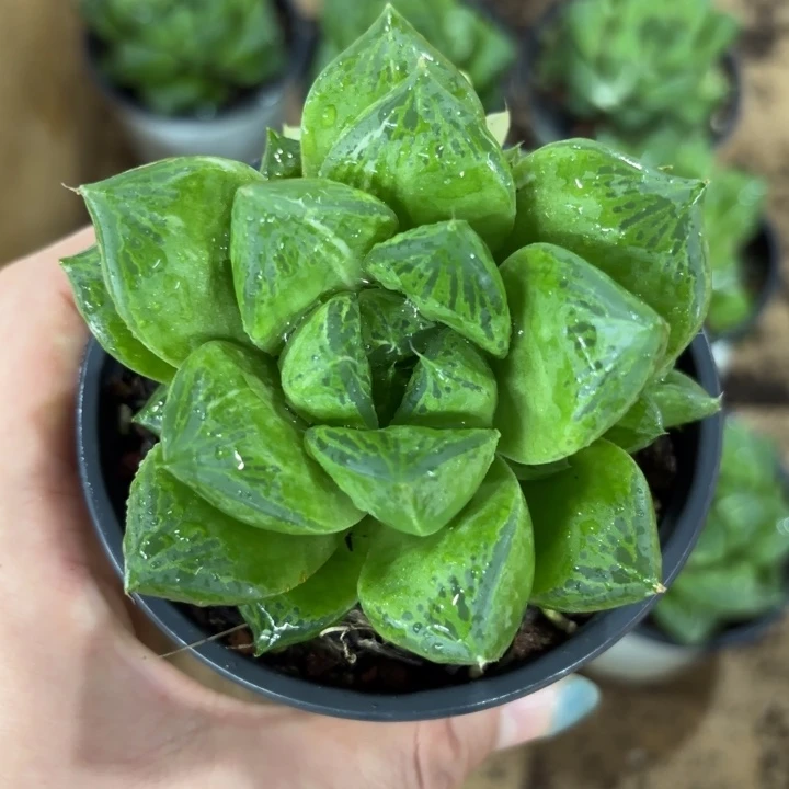 大窗母本宝草锦多肉植物