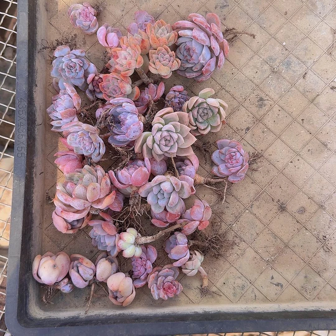 青***青无花朵多肉组合一物一拍