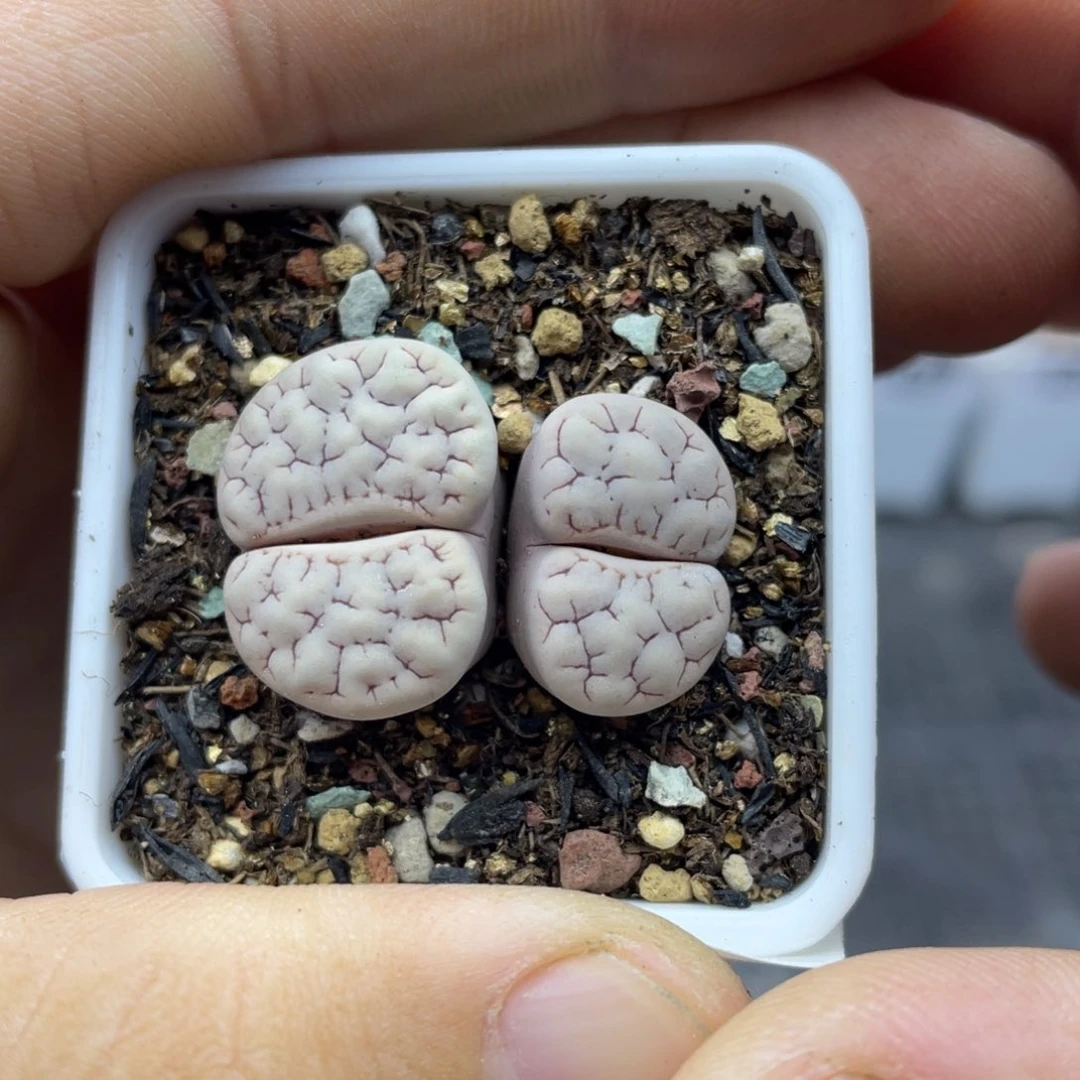 000000000000000000492