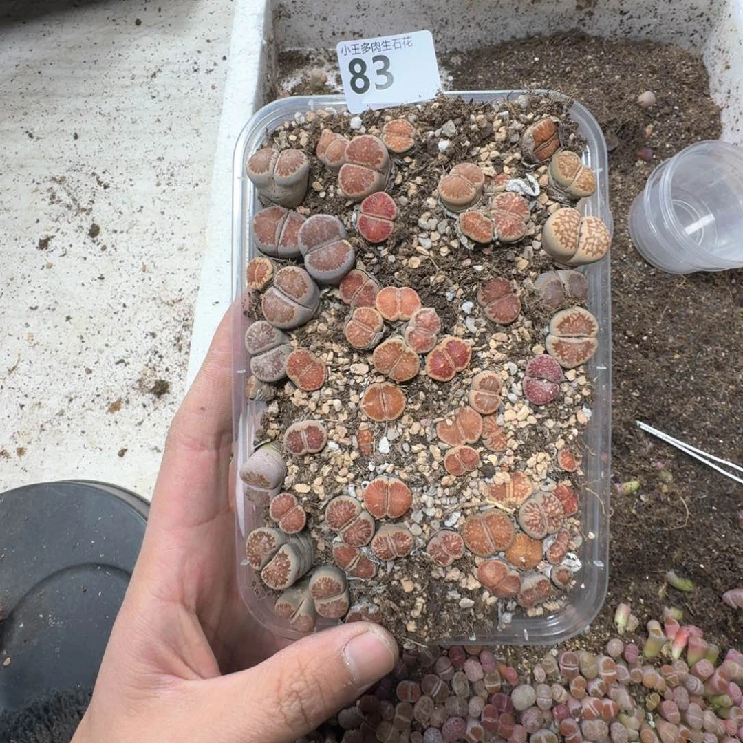 83。菊一大盒 福利