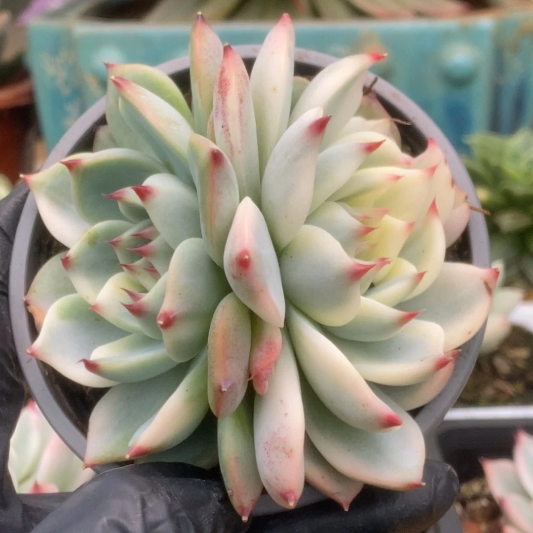 147锦锦锦锦锦锦锦锦锦