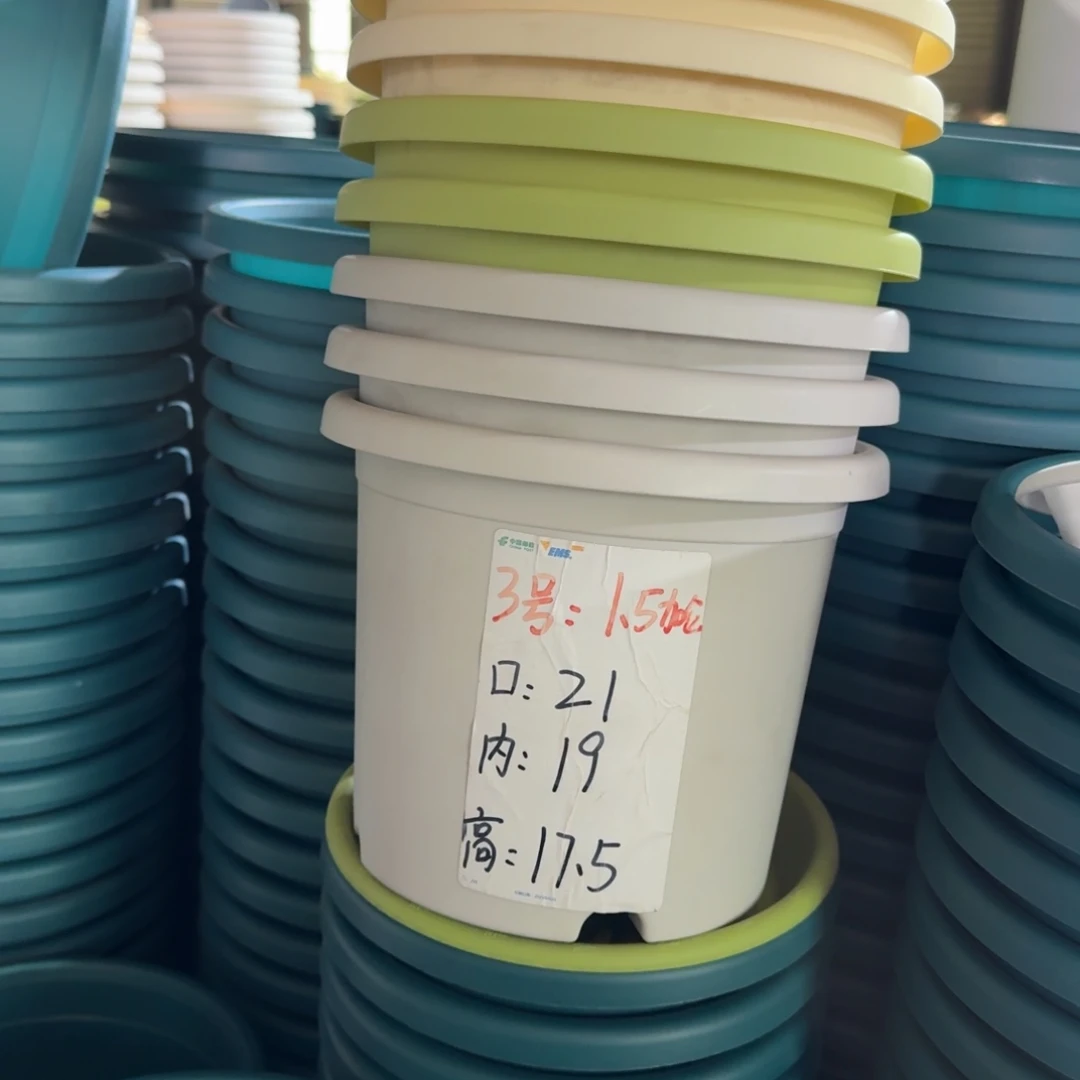 四季3#口径21无拖果绿10个