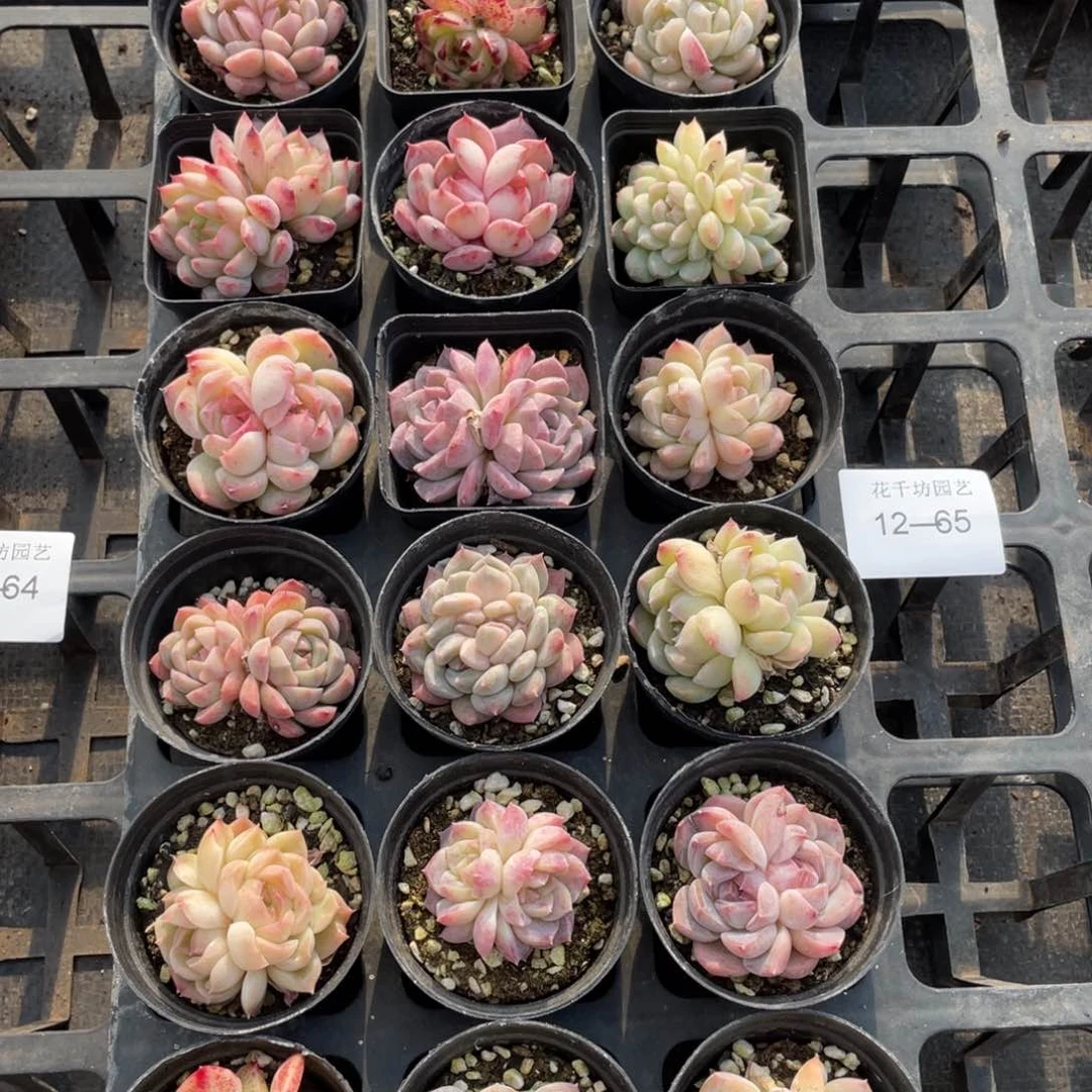 一物一拍18棵12-65