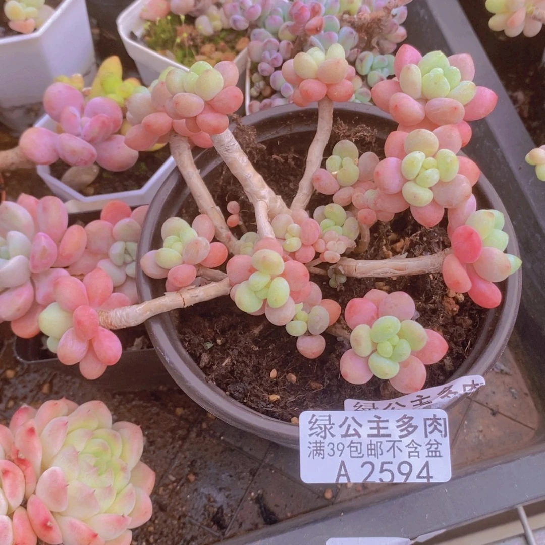 鱼子酱老桩有砍2594多肉丸