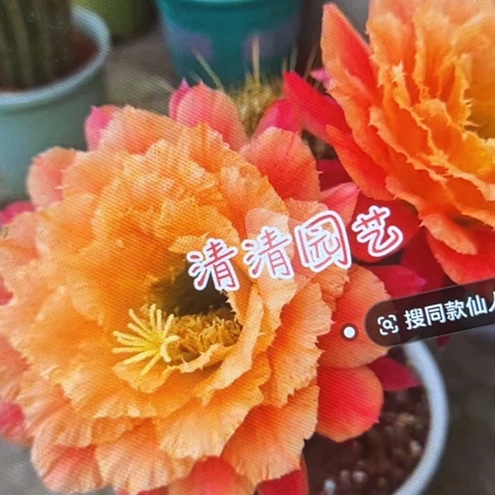 清清3-58歪瑕疵介意不拍