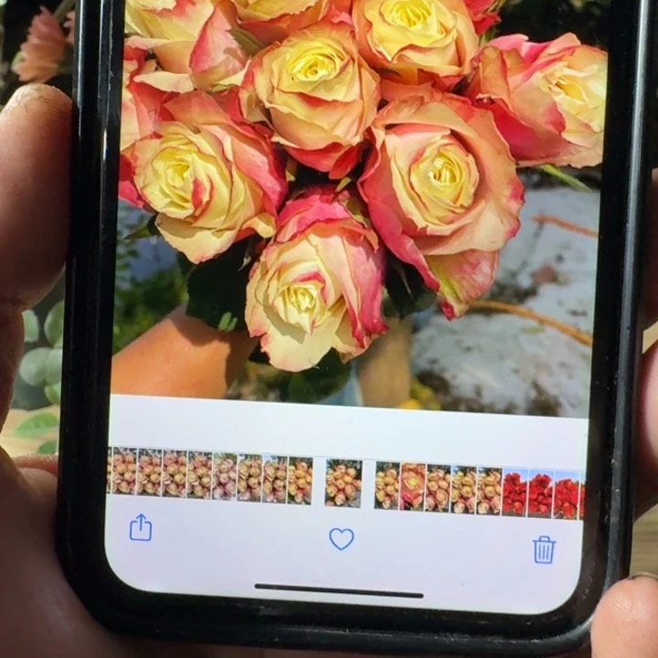 无花朵玛罗莎小苗