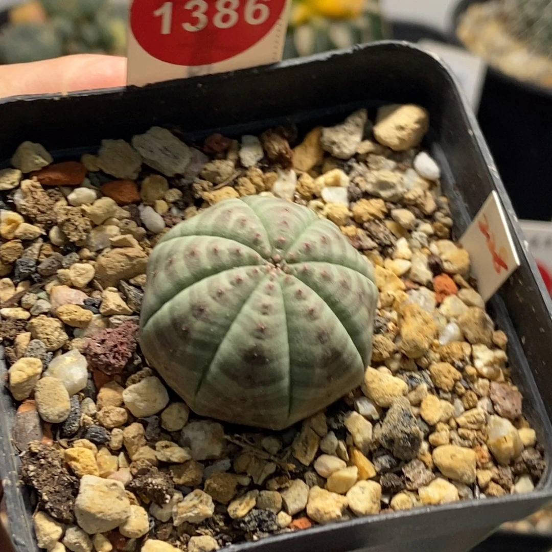 实生白肌神玉布纹球3cm