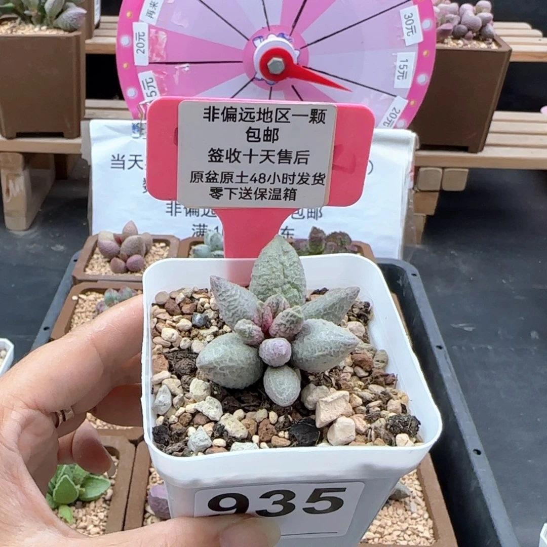 935融化纹冰淇淋多肉植物